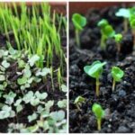 Hvad du kan plante mikrogrønt i: et smart trick vil