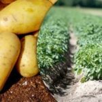 En rekordhøst er garanteret: Hvilke kartoffelsorter skal plantes i maj?