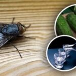Fluerne forsvinder med det samme: de bedste naturlige midler mod