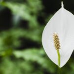 Gartnere har udpeget det “ideelle” sted for spathiphyllum: hvad man