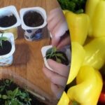 Gartnerne gemmer på en hemmelighed: Sådan plukker du peberfrugter til