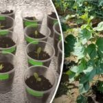 Hvornår skal man plante agurker i maj 2025 i Ukraine:
