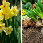 Påskeliljerne har blomstret: Hvad skal jeg gøre nu, og om