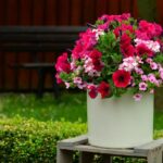 Sådan beskærer du petuniaer korrekt, så de blomstrer før frosten