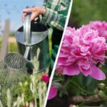 Selv gamle buske vil blomstre frodigt og længe: Hvad skal